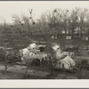 Farm Security Administration (FSA) temporary camp for migrants. Gridley, California. Peak of the season is August