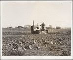 Cultivating potato field. California