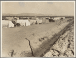 Grower's camp for pickers on large pea ranch along ditch bank. Growers' camps in Imperial Valley and elsewhere have been much improved this year largely because of influence of Farm Security Administion (FSA) migrant camp program.  Near Calipatria, Imperial Valley, California