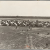 Farm Security Administration (FSA) migrant labor camp. Calipatria, Imperial Valley, California. 155 migrant families in camp. One third had no work; two-thirds were finding part-time work harvesting spring peas, earning on average (head of family) four dollars and twenty cents a week