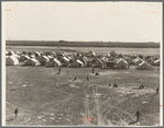 Farm Security Administration (FSA) migrant labor camp. Calipatria, Imperial Valley, California. 155 migrant families in camp. One third had no work; two-thirds were finding part-time work harvesting spring peas, earning on average (head of family) four dollars and twenty cents a week