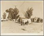 Near Holtville, Imperial Valley, California. Migratory labor housing during carrot harvest. This field owned by proprietor of adjoining grocery and general store who allows workers to camp here rent-free