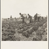 Filipinos waiting for the signal to start cutting lettuce. Near Westmorland, Imperial Valley, California