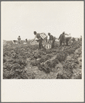 Filipinos waiting for the signal to start cutting lettuce. Near Westmorland, Imperial Valley, California