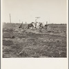 Patterson, California. Squatter camp