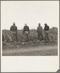 Near Westmorland, Imperial Valley. Filipinos waiting for the signal to start cutting lettuce. California
