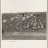 Near Westmorland. Filipinos cutting lettuce. California