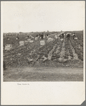 Near Westmorland. Filipinos cutting lettuce. California