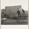 Farm Security Administration (FSA) migratory labor camp (emergency). Migrant family, new arrivals, erect their tent on allotted camp site. Calipatria, Imperial Valley, California