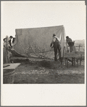 Farm Security Administration (FSA) migratory labor camp (emergency). Migrant family, new arrivals, erect their tent on allotted camp site. Calipatria, Imperial Valley, California