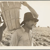 Pickers coming into the weigh master. Pea field near Calipatria, California