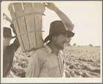 Pickers coming into the weigh master. Pea field near Calipatria, California