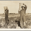 Pea pickers coming into the weigh master. Near Calipatria, California