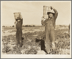 Pea pickers coming into the weigh master. Near Calipatria, California