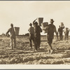 Pea pickers. End of the day. Near Calipatria. California