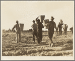 Pea pickers. End of the day. Near Calipatria. California
