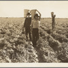 Pea pickers. End of the day. Near Calipatria. California