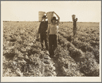 Pea pickers. End of the day. Near Calipatria. California