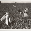 Pea pickers near Calipatria, California