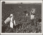 Pea pickers near Calipatria, California