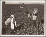 Pea pickers near Calipatria, California