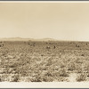 500 pea pickers in field of large-scale Sinclair ranch, newly planted to peas. Near Calipatria, California