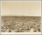 500 pea pickers in field of large-scale Sinclair ranch, newly planted to peas. Near Calipatria, California