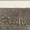 Near Meloland, Imperial Valley. Large scale agriculture. Gang labor, Mexican and white, from the Southwest. Pull, clean, tie and crate carrots for the eastern market for eleven cents per crate of forty-eight bunches