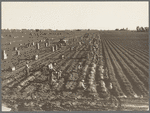 Near Meloland, Imperial Valley. Large scale agriculture. Gang labor, Mexican and white, from the Southwest. Pull, clean, tie and crate carrots for the eastern market for eleven cents per crate of forty-eight bunches