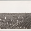 Near Meloland, Imperial Valley. Large scale agriculture. Gang labor, Mexican and white, from the Southwest. Pull, clean, tie and crate carrots for the eastern market for eleven cents per crate of forty-eight bunches