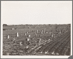 Near Meloland, Imperial Valley. Large scale agriculture. Gang labor, Mexican and white, from the Southwest. Pull, clean, tie and crate carrots for the eastern market for eleven cents per crate of forty-eight bunches