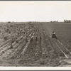 Near Meloland, Imperial Valley. Large scale agriculture. Gang labor, Mexican and white, from the Southwest. Pull, clean, tie and crate carrots for the eastern market for eleven cents per crate of forty-eight bunches