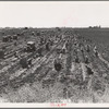 Near Meloland, Imperial Valley. Large scale agriculture. Gang labor, Mexican and white, from the Southwest. Pull, clean, tie and crate carrots for the eastern market for eleven cents per crate of forty-eight bunches