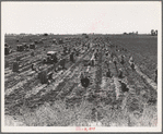 Near Meloland, Imperial Valley. Large scale agriculture. Gang labor, Mexican and white, from the Southwest. Pull, clean, tie and crate carrots for the eastern market for eleven cents per crate of forty-eight bunches