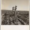 Pea pickers coming into weigh master. 500 pea pickers in field of large-scale Sinclair Ranch, newly planted to peas. Near Calipatria, California