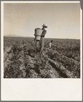Pea pickers coming into weigh master. 500 pea pickers in field of large-scale Sinclair Ranch, newly planted to peas. Near Calipatria, California