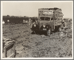 Loading carrots in the field near Holtville, California