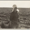 Near Calipatria. Pea picker at the end of the day