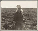 Near Calipatria. Pea picker at the end of the day