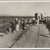 Near Calipatria. Five hundred pea pickers in field of large-scale Sinclair Ranch newly planted to peas. California