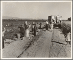 Near Calipatria. Five hundred pea pickers in field of large-scale Sinclair Ranch newly planted to peas. California