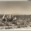 Lunchtime in the field. Camp in background. Near Calipatria, California. Pea fields