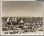 Lunchtime in the field. Camp in background. Near Calipatria, California. Pea fields