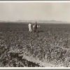 End of the day. Near Calipatria, California. Pea fields