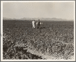 End of the day. Near Calipatria, California. Pea fields