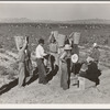 Open air food factory. Weighing in the peas near Calipatria, California