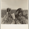 Pea pickers near Calipatria, California