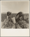 Pea pickers near Calipatria, California