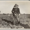 Tying carrots in Imperial Valley. Near Meloland, California
