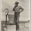 Pea picker at scales. Near Calipatria, Imperial Valley, California